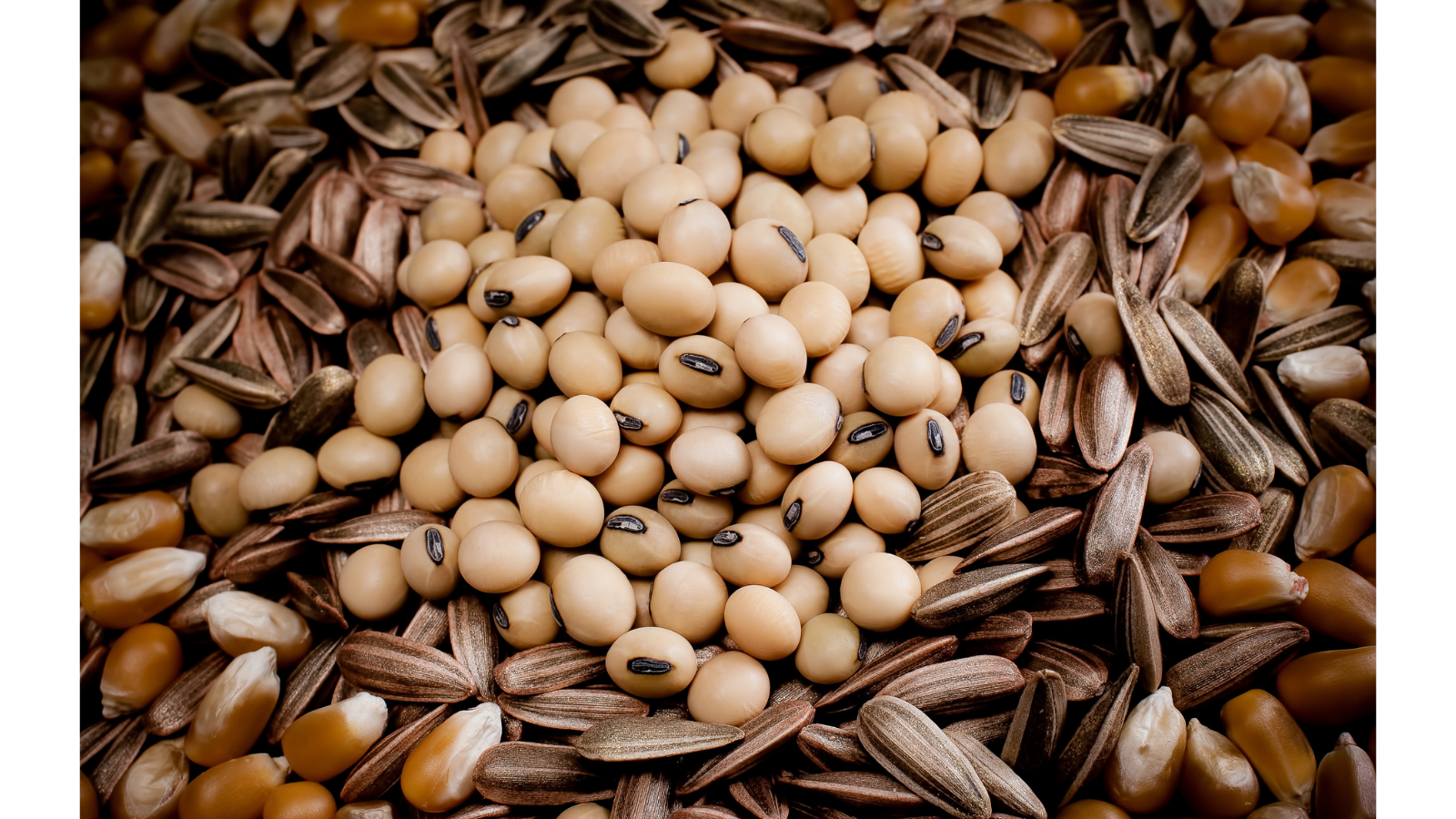 Edible Seeds