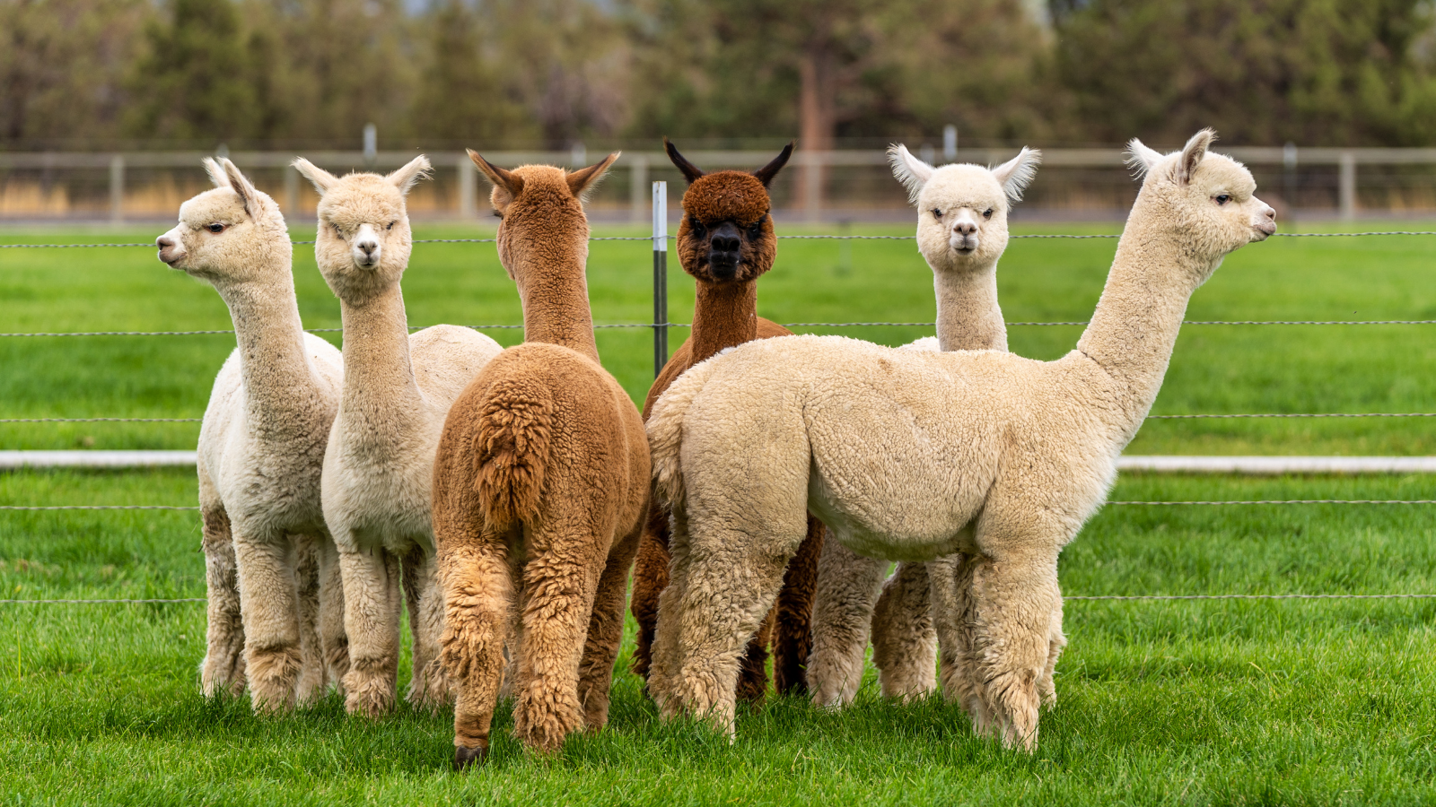 Alpacas