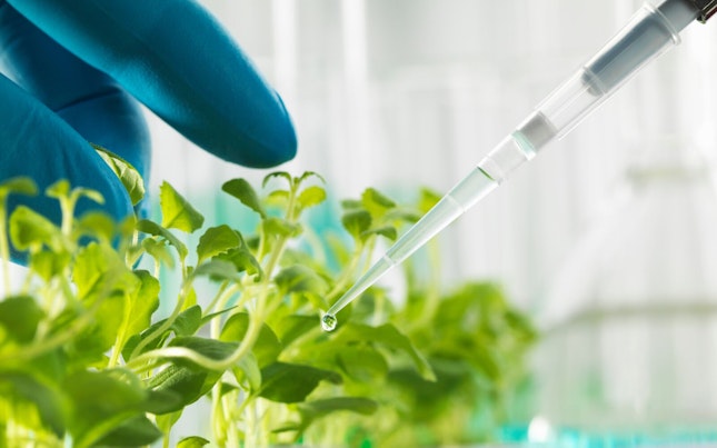Scientist Pipetting Experimental Chemical into Laboratory Seedling Tray