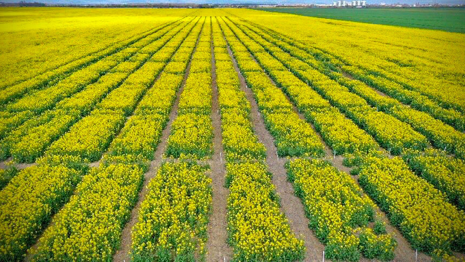 Wide Field