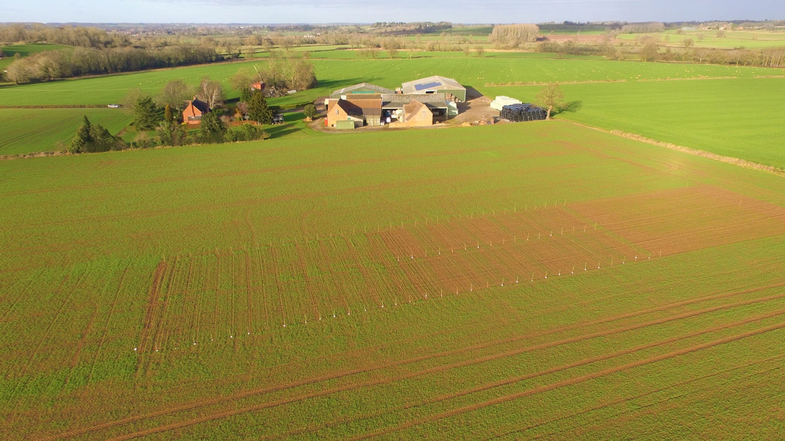 Wide Green Field